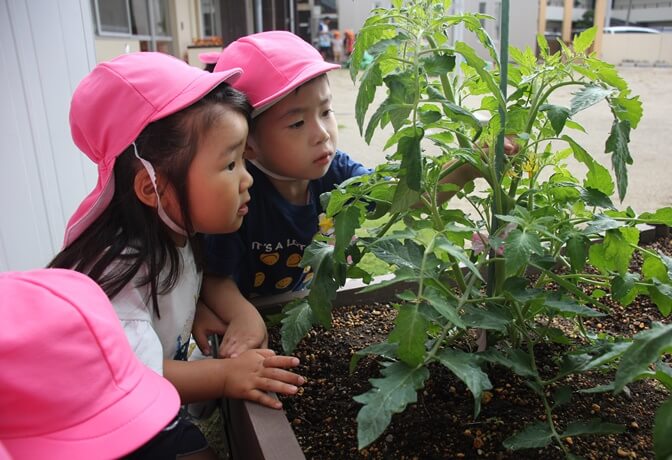 畑の植物を見ている子供たち